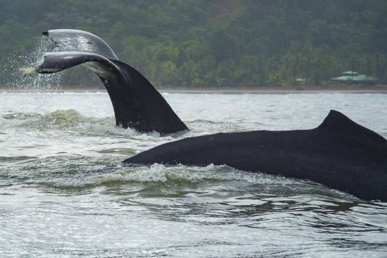 Dónde ver ballenas en Colombia