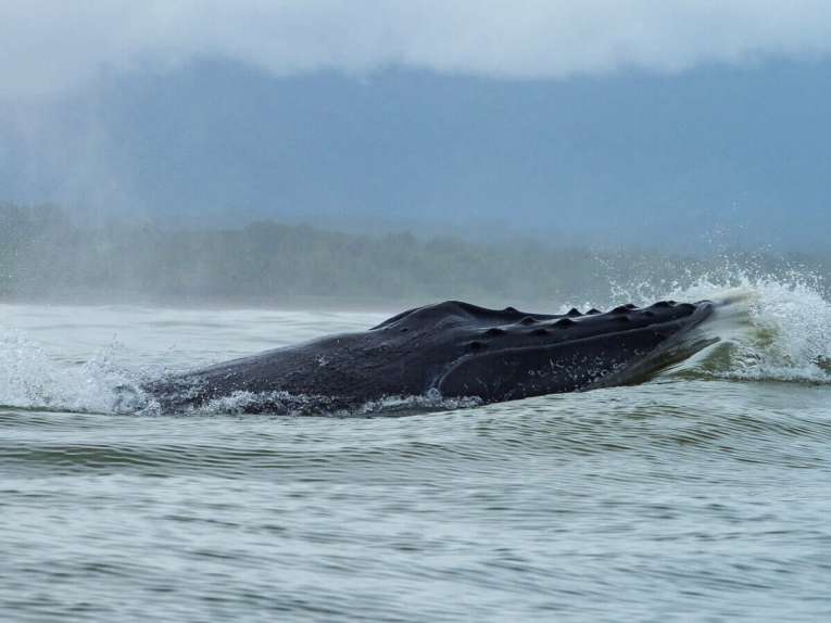 Dónde ver ballenas en Colombia
