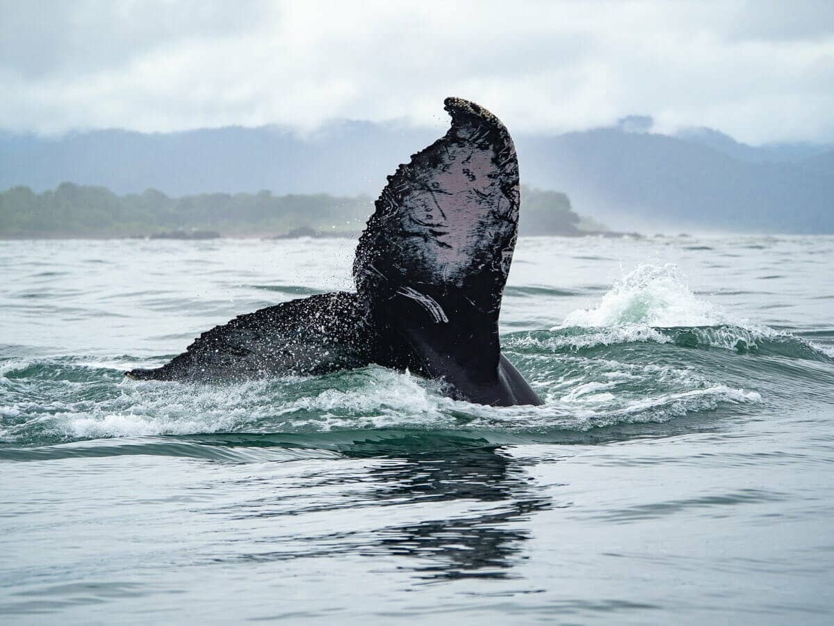 5 destinos para ver ballenas en Colombia