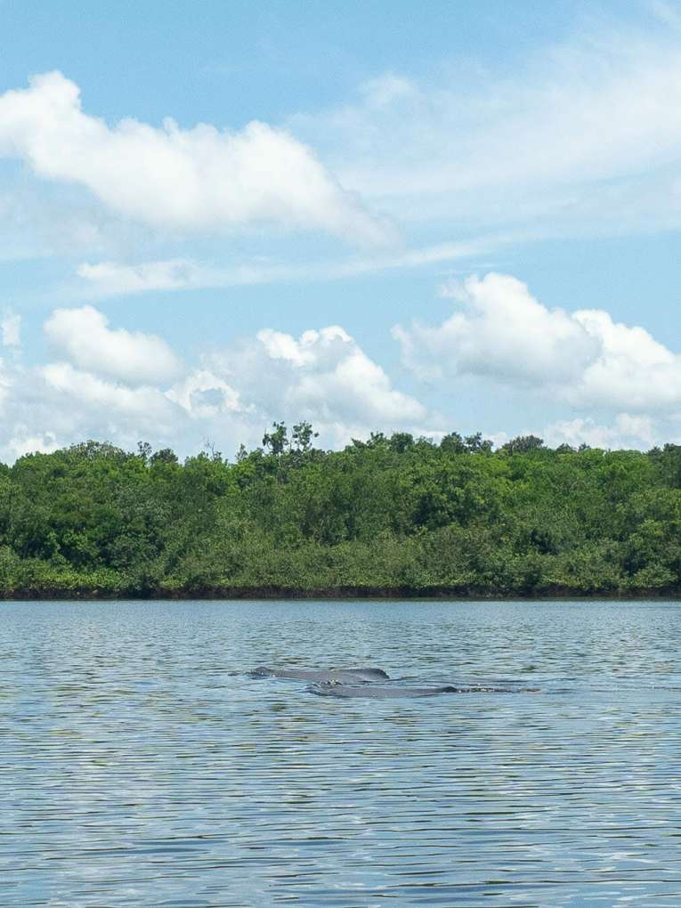 Delfines rosados, Laguna Damas de Nare, San José del Guaviare, blog de viaje por Colombia