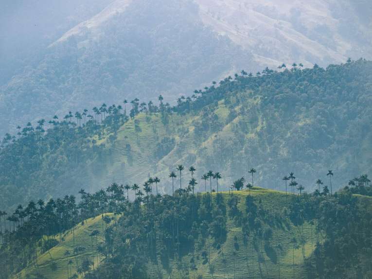 La Carbonera (Tochecito), el bosque de palma de cera más grande de Colombia