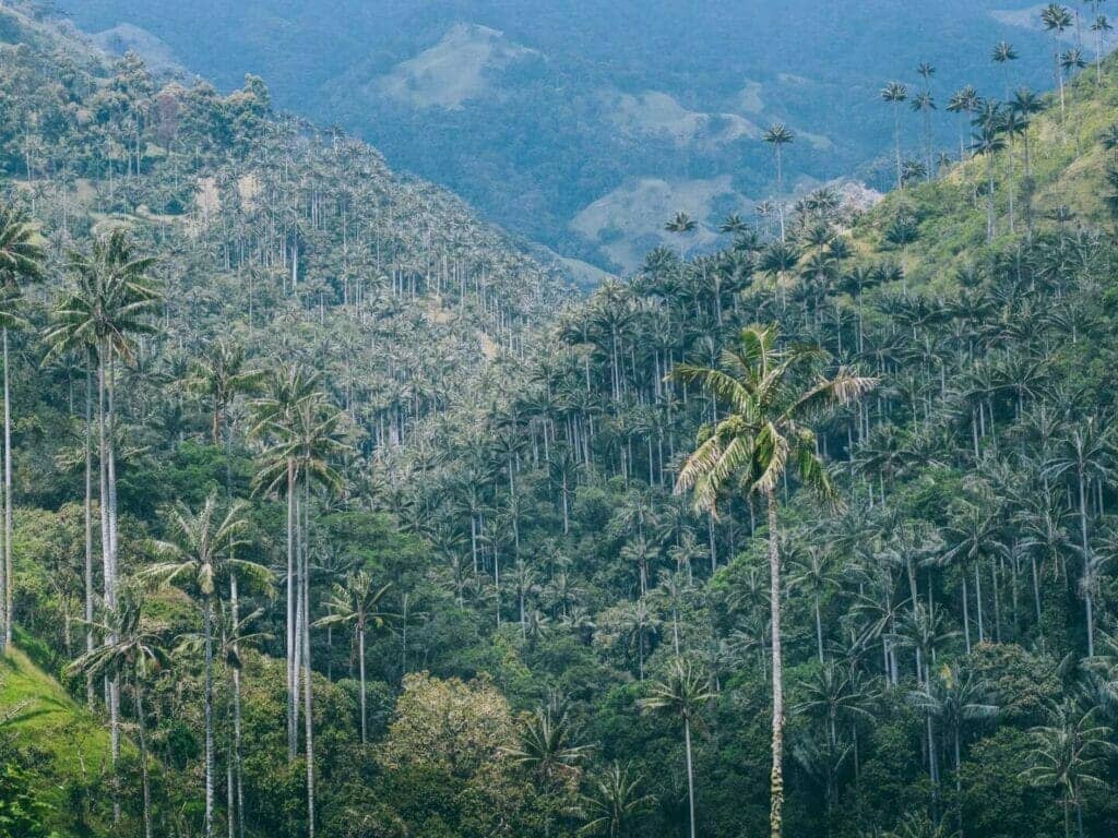 La Carbonera (Tochecito), el bosque de palma de cera más grande de Colombia