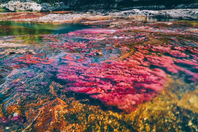 Guía para visitar Caño Cristales, el río más lindo del mundo