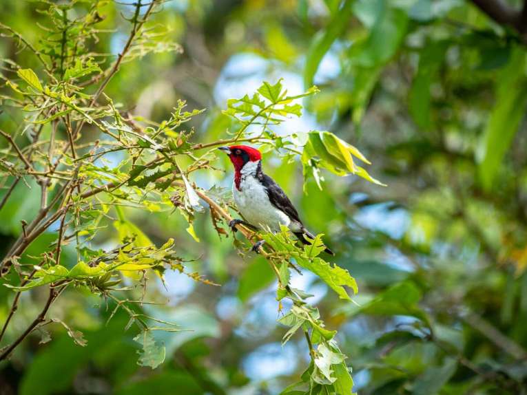 Birdwatching en Colombia, los mejores lugares para el avistamiento de aves