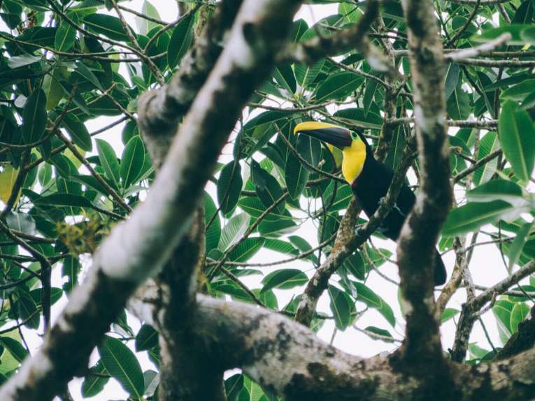 Birdwatching en Colombia, los mejores lugares para el avistamiento de aves